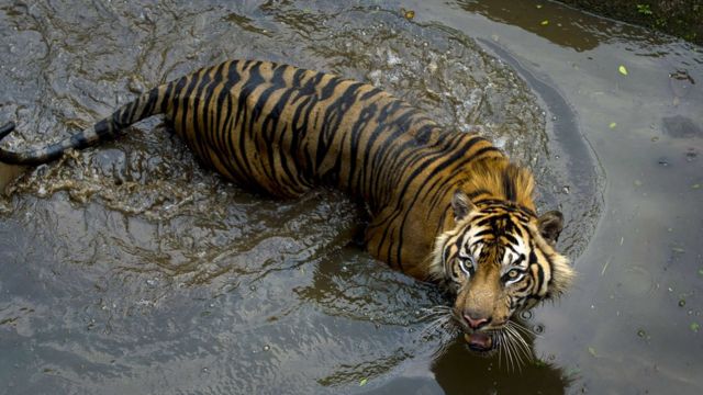 Harimau yang digantung di Sumatera Utara Benarkah semata 