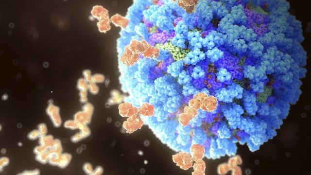 Antibodies binding influenza virus 病毒抗体