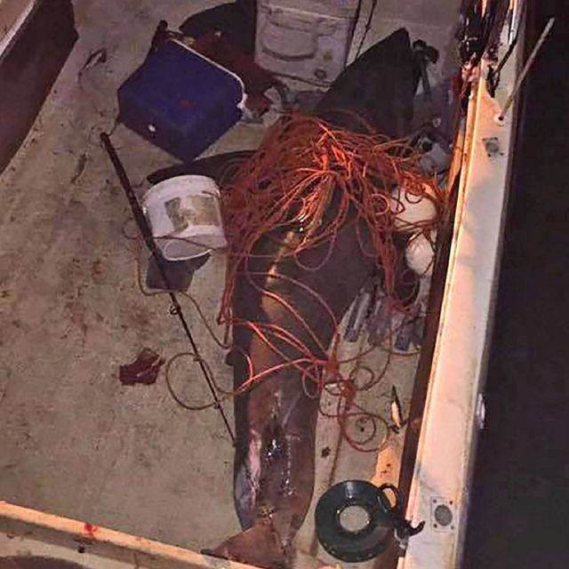 Tubarão branco pula para dentro de barco e fere pescador na Austrália BBC News Brasil