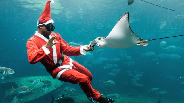 En Afrique du Sud, juste avant Noël, un homme habillé en Père Noël dans l'aquarium pendant un spectacle avant Noël à uShaka Sea World, à Durban, le 5e plus grand aquarium au monde et le plus grand d'Afrique.