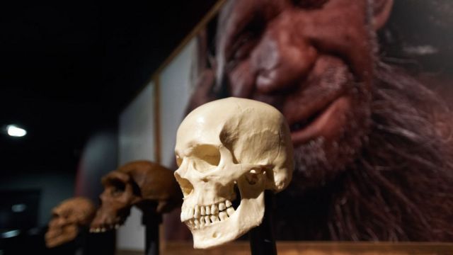 Alimlərin fikrincə, "homo sapiens"lərlə müntəzəm cütləşmə neandertalların yoxa çıxmasına səbəb olub