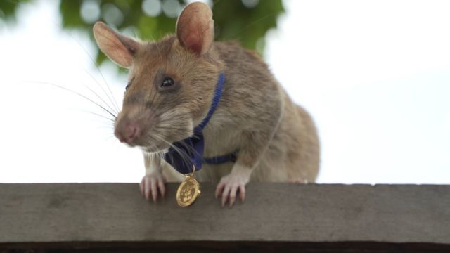 Magawa, o rato 'herói' que detecta minas terrestres se aposenta com honras  no Camboja - BBC News Brasil