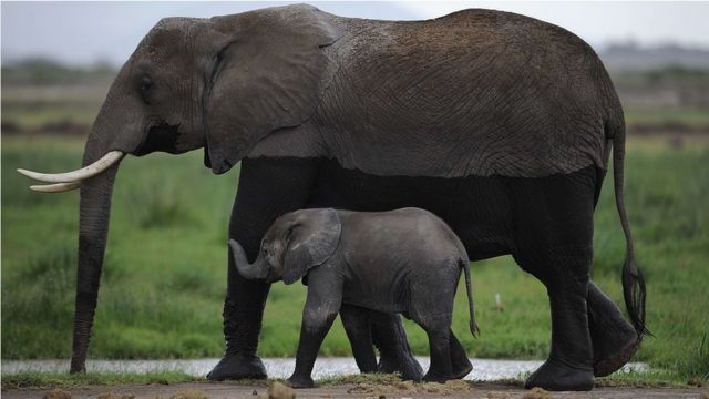 Kaçak avcılar Mozambik'te 'altı yılda 11 bin fil öldürdü' - BBC News Türkçe
