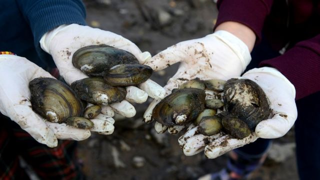 Mejillones en peligro en el río Vltava, en Praga, en octubre de 2014.