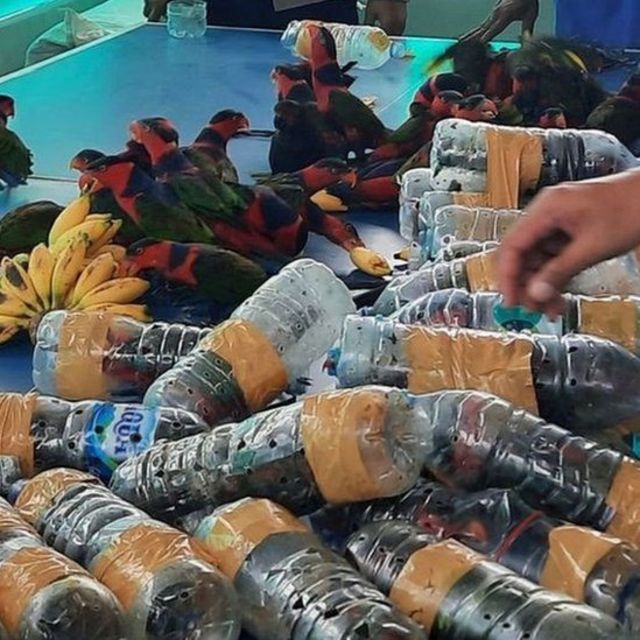طوطے بوتل