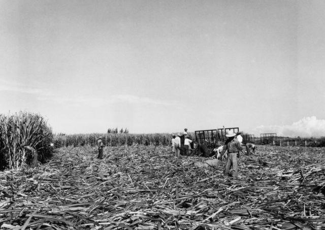 Imagen de un campo de caña de azúcar en Vega Baja, Puerto Rico, en 1950.