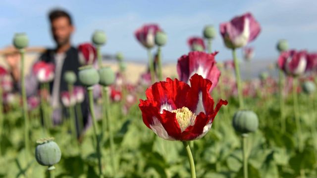 Наркотики в афганистане голландские сайты конопли