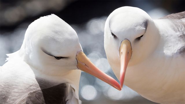 Dois albatrozes com bicos próximos