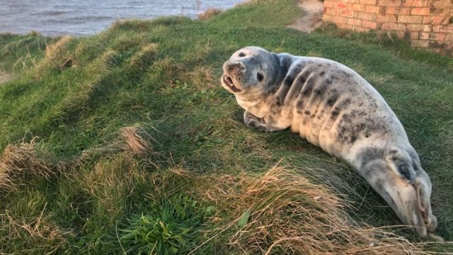 A seal on a clifftop