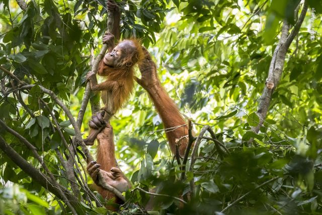 Orangotango filhote e adulto em árvore