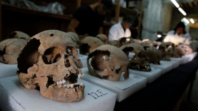 Los cráneos que han sido extraídos para llevarlos a analizar en un laboratorio.