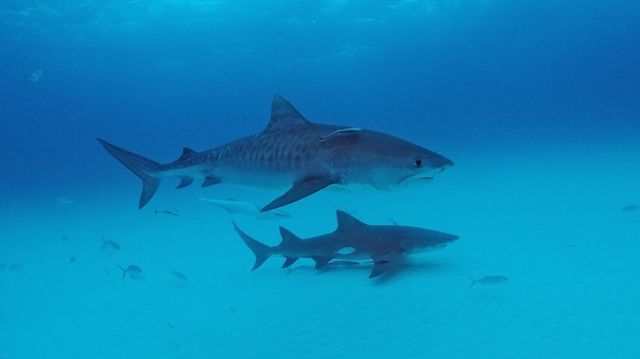 Красное море акулы (66 фото)