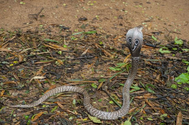 உலக பாம்புகள் தினம்
