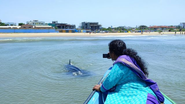 திமிங்கலச் சுறா, சென்னை, மீன்கள், கடல், புதுச்சேரி