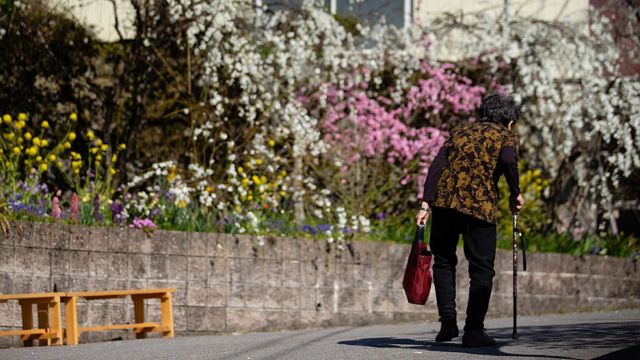 Mujer mayor caminando con un bastón en la calle en Japón junto a cerezos en flor