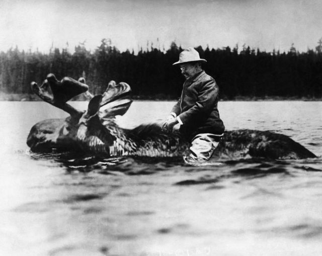 Theodore Roosevelt, vigésimo sexto presidente dos EUA, montado em um alce