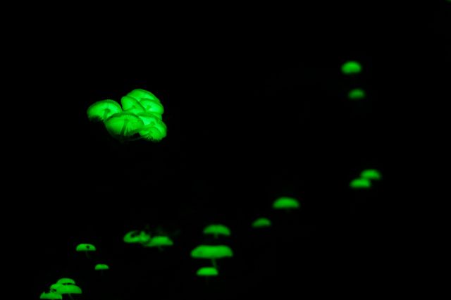 உயிரொளிர் காளான் 