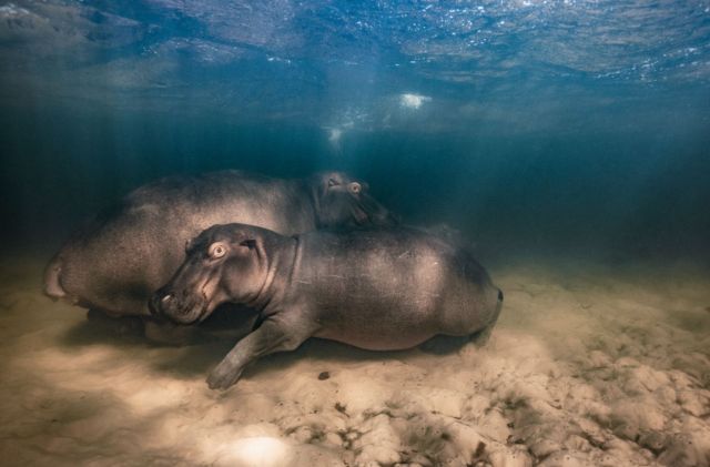 Dos crías de hipopótamo bajo el agua