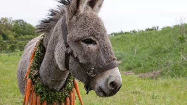 Imagem de um burro em meio a uma área de mata