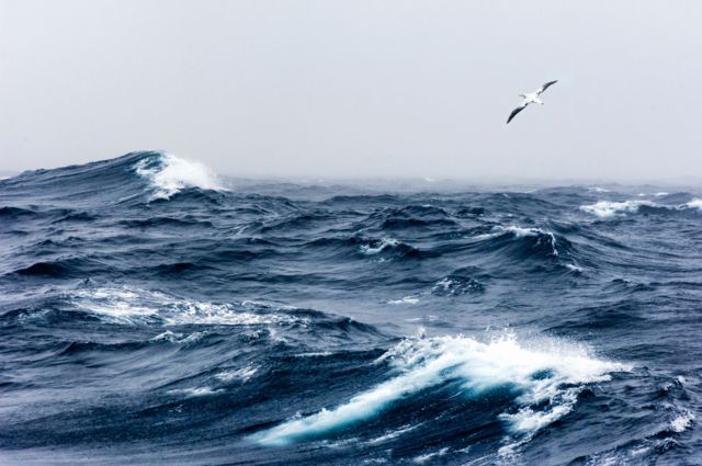 Una gaviota en un mar de olas