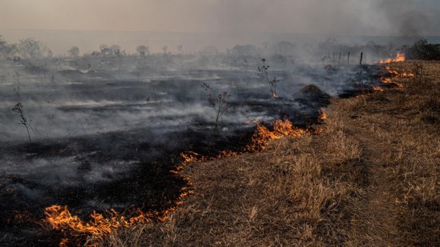 Cerrado ameaçado : Revista Pesquisa Fapesp