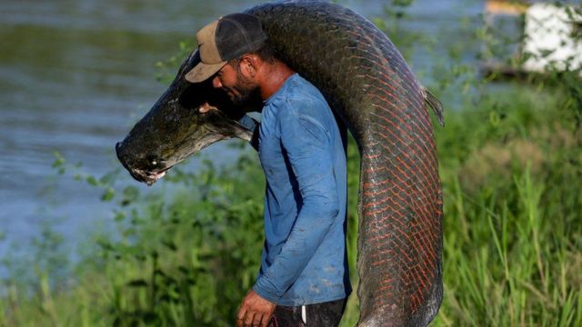 Pescador carrega uma pirarucu no ombro