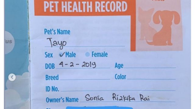 Kucing