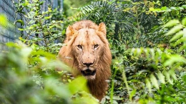 Lion