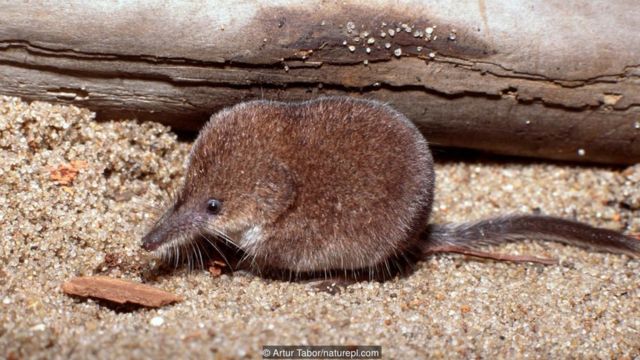 Hewan-hewan dengan selera makan luar biasa - BBC News Indonesia