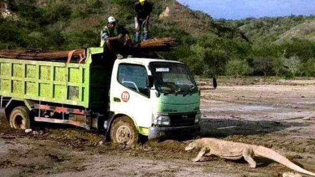 Kawasan pembangunan ditutup setelah foto komodo di depan truk ini.