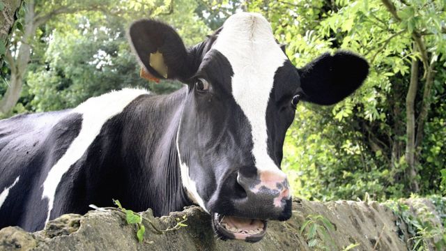 Корова в Дорсете