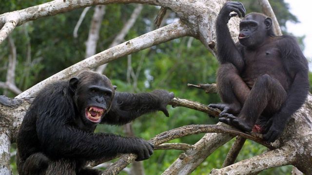 Chimpanzés brigando