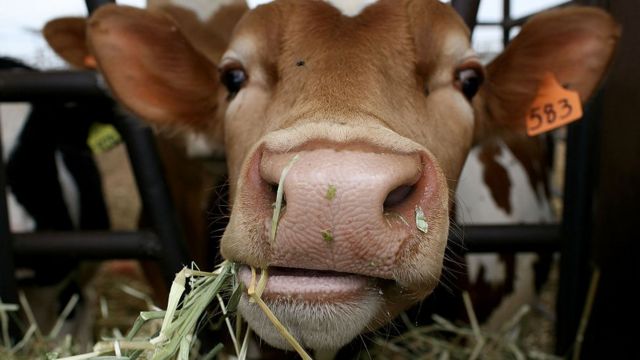 Una vaca comiendo pasto.