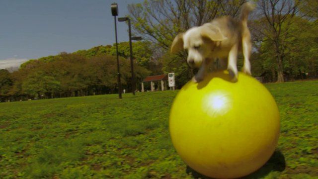 dog on a ball