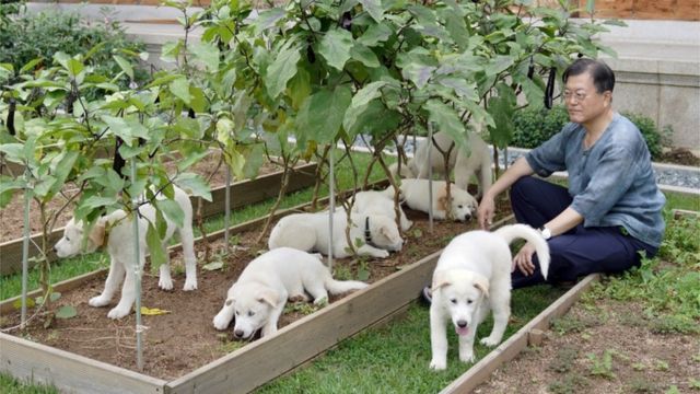Güney Kore Cumhurbaşkanı Moon Jae-in köpek sevgisiyle biliniyor.