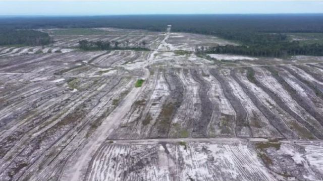 Kebun singkong seluas 600 hektar di Desa Tewai Baru, Gunung Mas, Kalimantan Tengah, mangkrak.