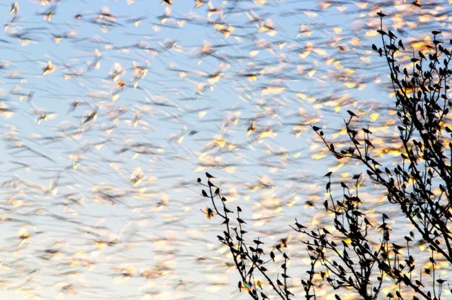 مجموعة من طيور الشرشور الجبلي تحلق في السماء