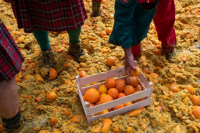 Over 700 tons of oranges are used during the battle