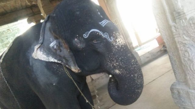 உடற்பயிற்சி, உணவு கட்டுப்பாடு: ஒரு ஆண்டில் 300 கிலோ குறைத்த திருநெல்வேலி கோயில் யானை