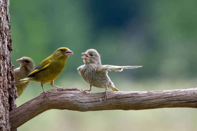 Two Greenfinch (chloris chloris) facing each other with the appearance of being in an argument with each other