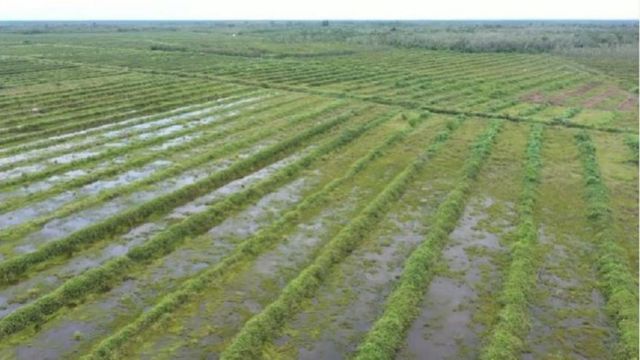 Bekas cetak sawah baru yang dulu digarap masih bisa terlihat meskipun telah dipenuhi semak belukar. 