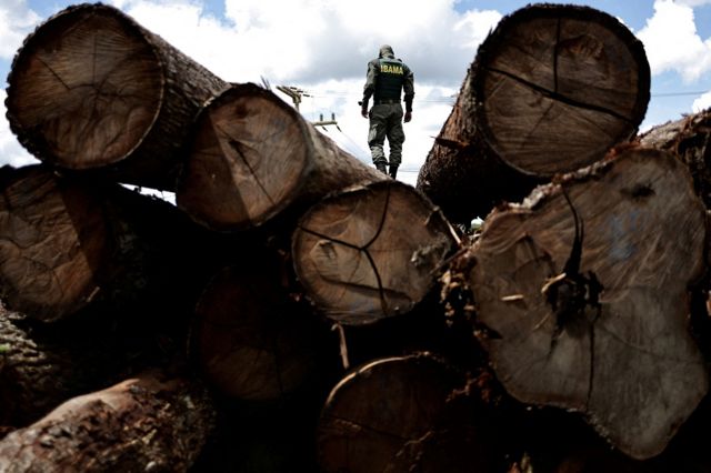 madeira ilegal com agente do Ibama