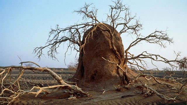 Montículo creado por termitas.