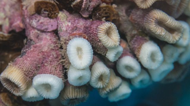 Cientistas congelam sêmen de corais para tentar salvar espécie da ...