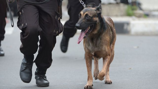 В Мадриде полицейских собак лечат от стресса Моцартом - BBC News Україна