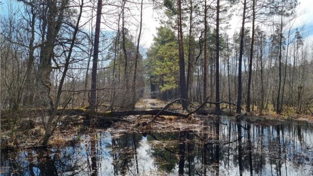 Полісся