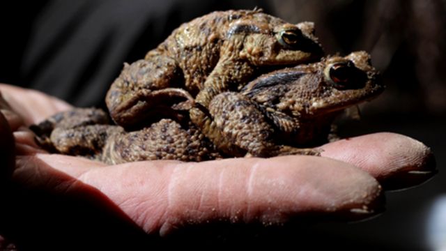 Для жаб это вполне нормально: самка крупнее самца