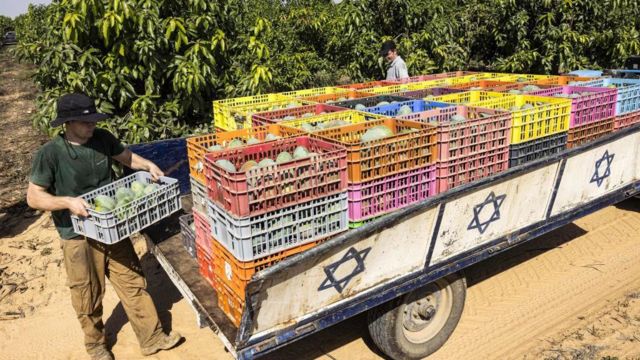 Israeli volunteers pack crates of mangoes onto the back of a truck during the harvest at a farm in Moshav Sde Nitzan, in southern Israel near the border with the Gaza Strip, on October 25, 2023.