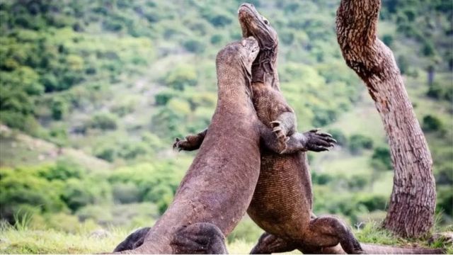 Komodo adalah kadal terbesar di dunia