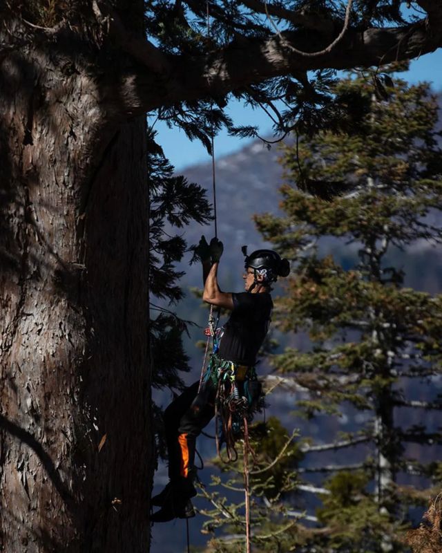 ریپ تامکینز از گروه آرشیو درختان کهن‌سال آرچ آنجل در حال بالا رفتن از یک درخت عظیم سکویا در سکویا کرست کالیفرنیا است